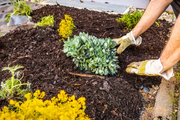 Quality Mulching in Rio Rancho, NM