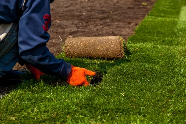 Quality Sod Installation in Rio Rancho, NM