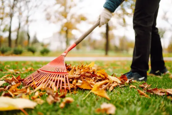 Yard Cleanup in Rio Rancho, NM