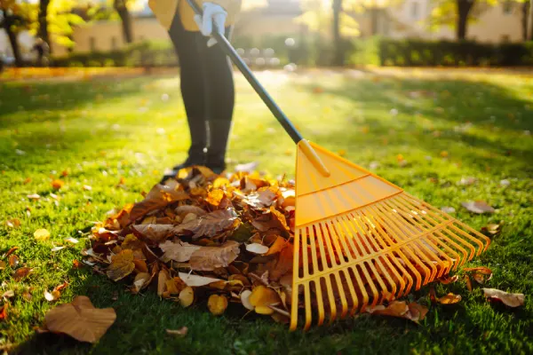 Yard Cleanup in Rio Rancho, NM